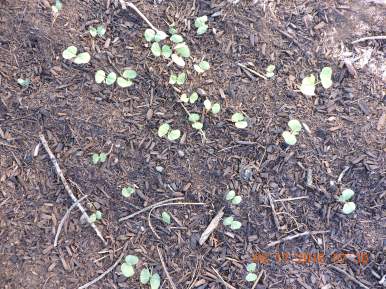 Buckwheat to improve soil