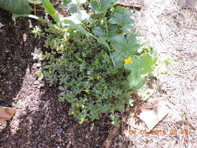 Purslane, an edible weed