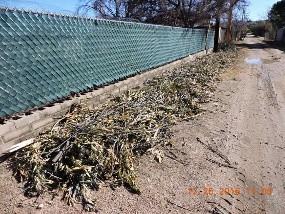 Oleander debris from my #GoodNeighbor in the #AlleywayProject